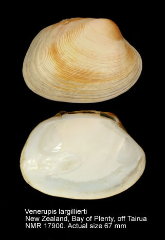 Venerupis largillierti.jpg - Venerupis largillierti(Philippi,1847)